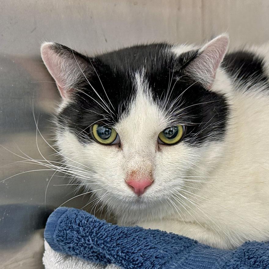Spot and Tangerine, an adoptable Domestic Short Hair in E Falmouth, MA image 5/5