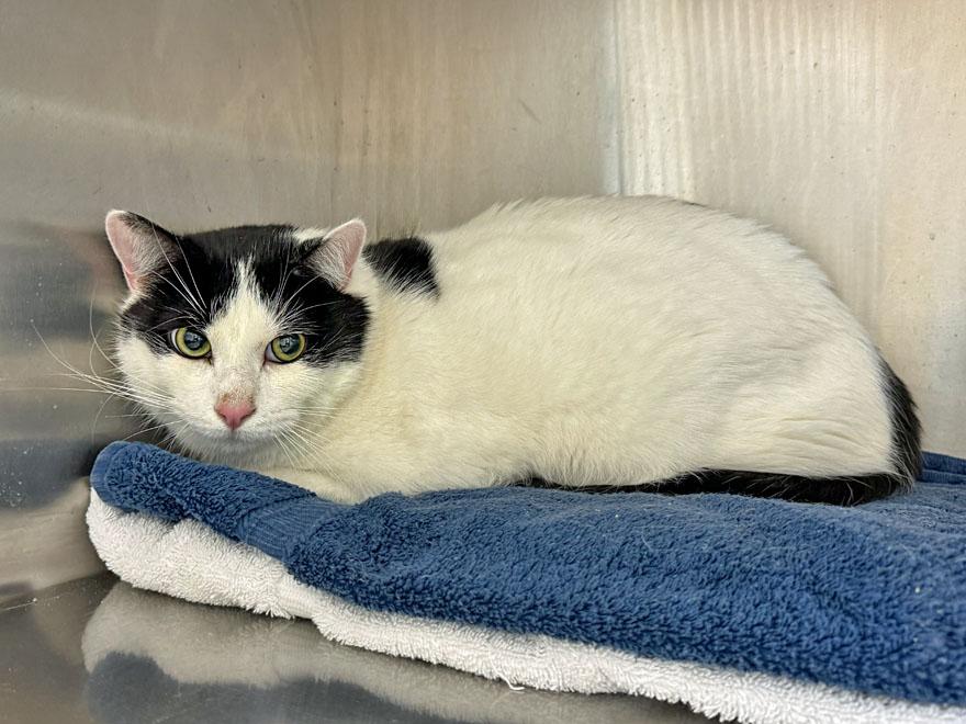 Spot and Tangerine, an adoptable Domestic Short Hair in E Falmouth, MA image 2/5