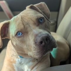 Enlarge Peter, a ADOPTABLE Pit Bull Terrier in Westchester, IL image 3/6