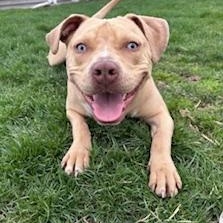 Enlarge Peter, a ADOPTABLE Pit Bull Terrier in Westchester, IL image 2/6