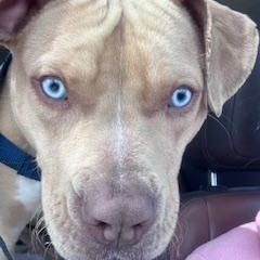 Enlarge Peter, a ADOPTABLE Pit Bull Terrier in Westchester, IL image 6/6