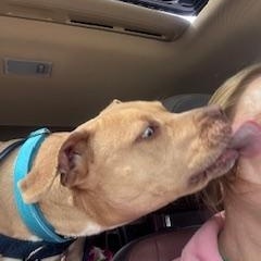 Enlarge Peter, a ADOPTABLE Pit Bull Terrier in Westchester, IL image 5/6