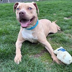 Enlarge Peter, a ADOPTABLE Pit Bull Terrier in Westchester, IL image 4/6