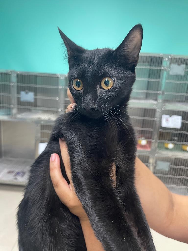 Ennie, Adoptable, Kitten Male Domestic Short Hair.