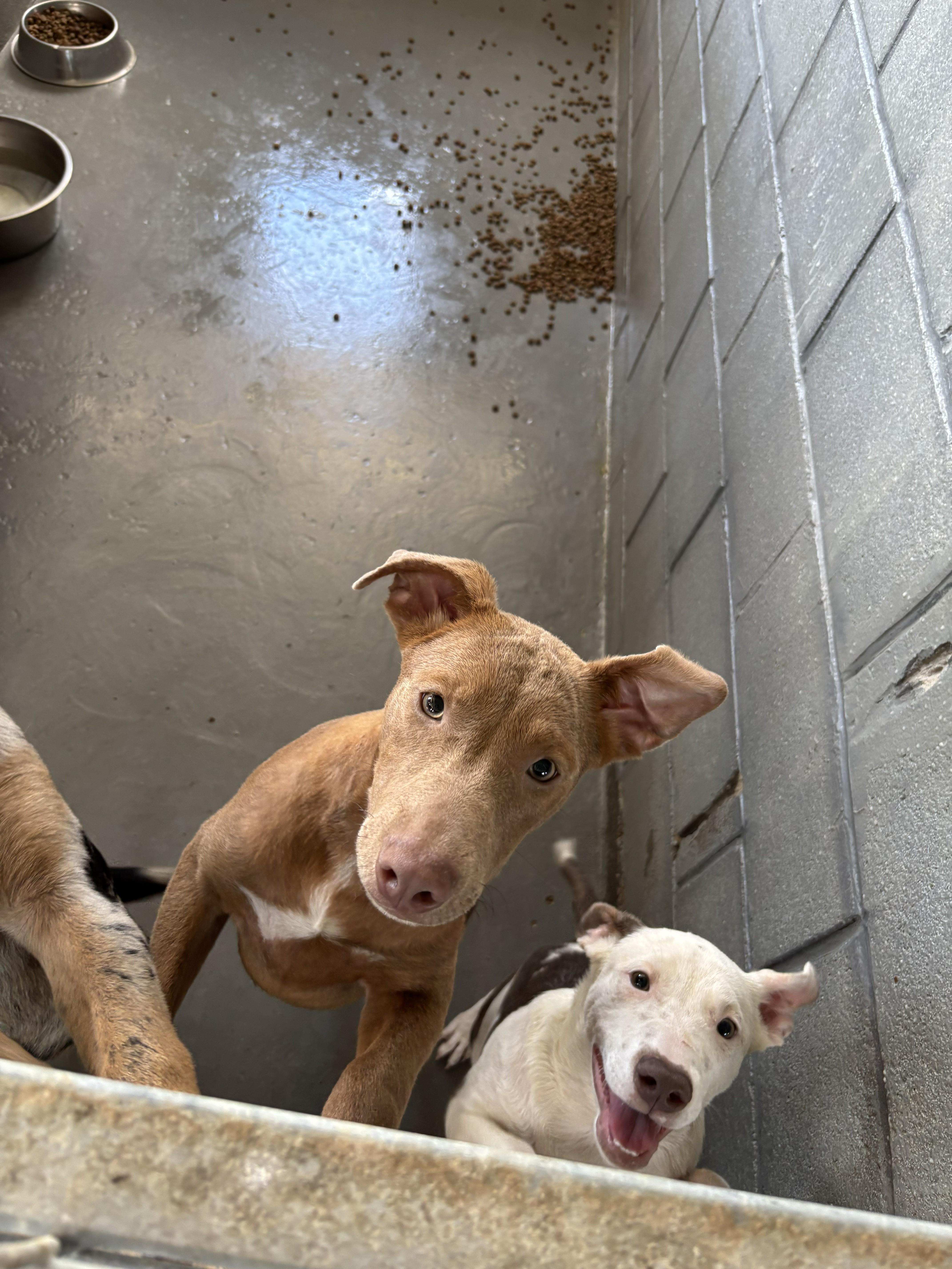 Tanza, ADOPTABLE, Young Female American Staffordshire Terrier.