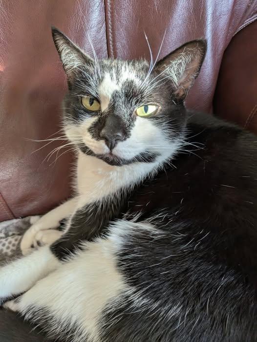 Enlarge Bugsy - PRIVATE ADOPTION, an adopted Domestic Short Hair in St Stephen, NB image 1/1