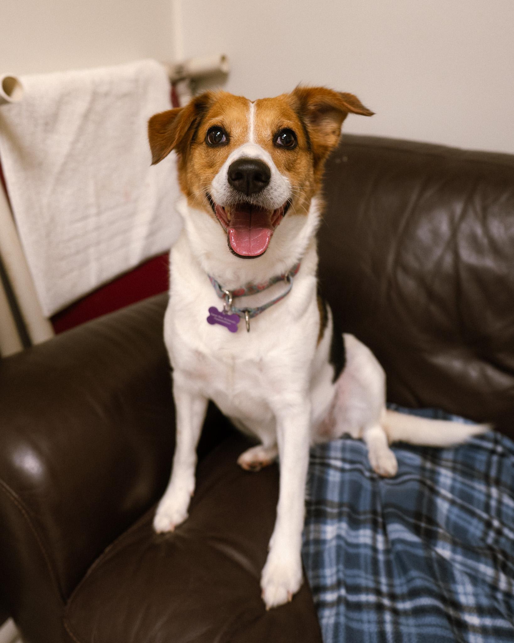 Enlarge Dream, a ADOPTABLE mixed breed in Cincinnati, OH image 2/3