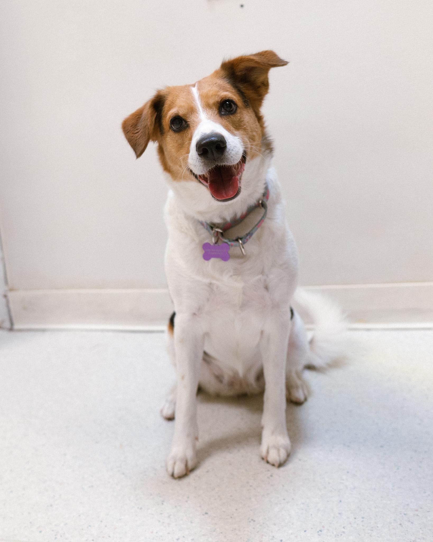 Enlarge Dream, a ADOPTABLE mixed breed in Cincinnati, OH image 3/3