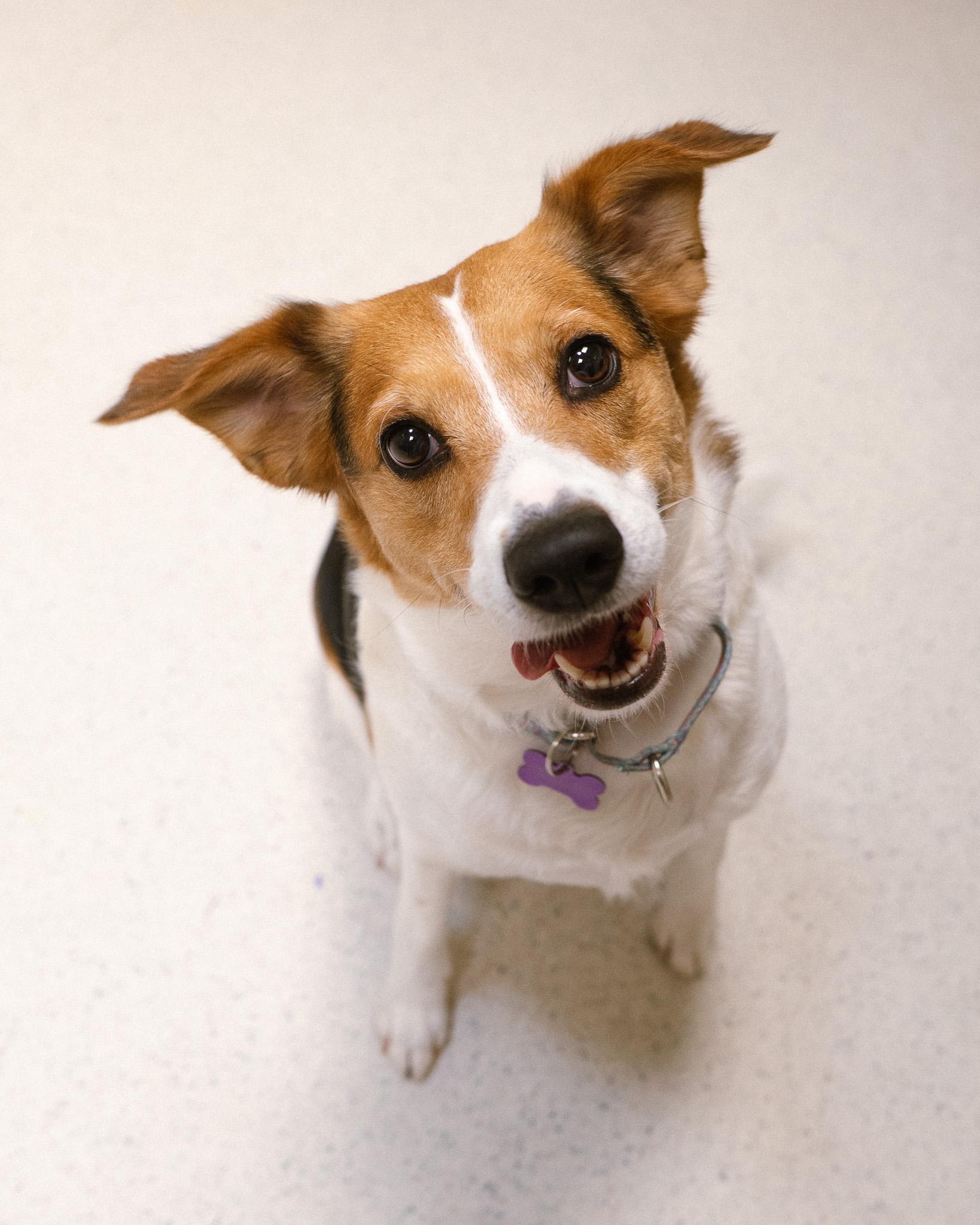 Enlarge Dream, a ADOPTABLE mixed breed in Cincinnati, OH image 1/3