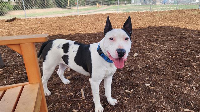 BRUNO, Adoptable, Young Male Bull Terrier & Pit Bull Terrier.
