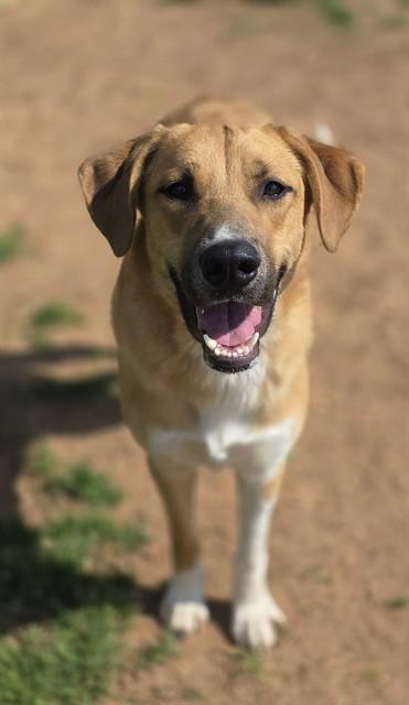 HOLDEN, Adoptable, Young Male Anatolian Shepherd & Mixed Breed.