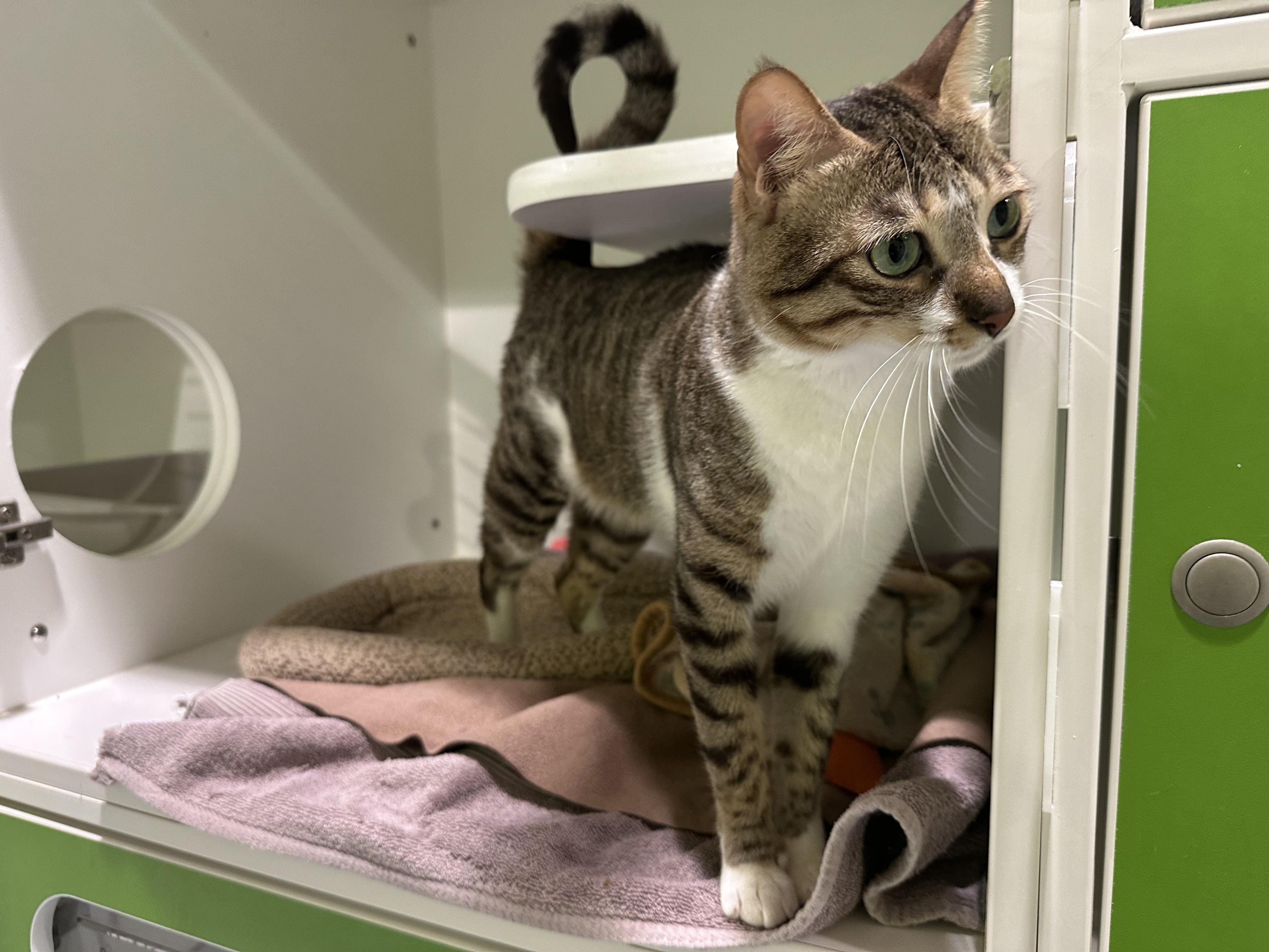 Deema, ADOPTABLE, Young Female Domestic Short Hair.