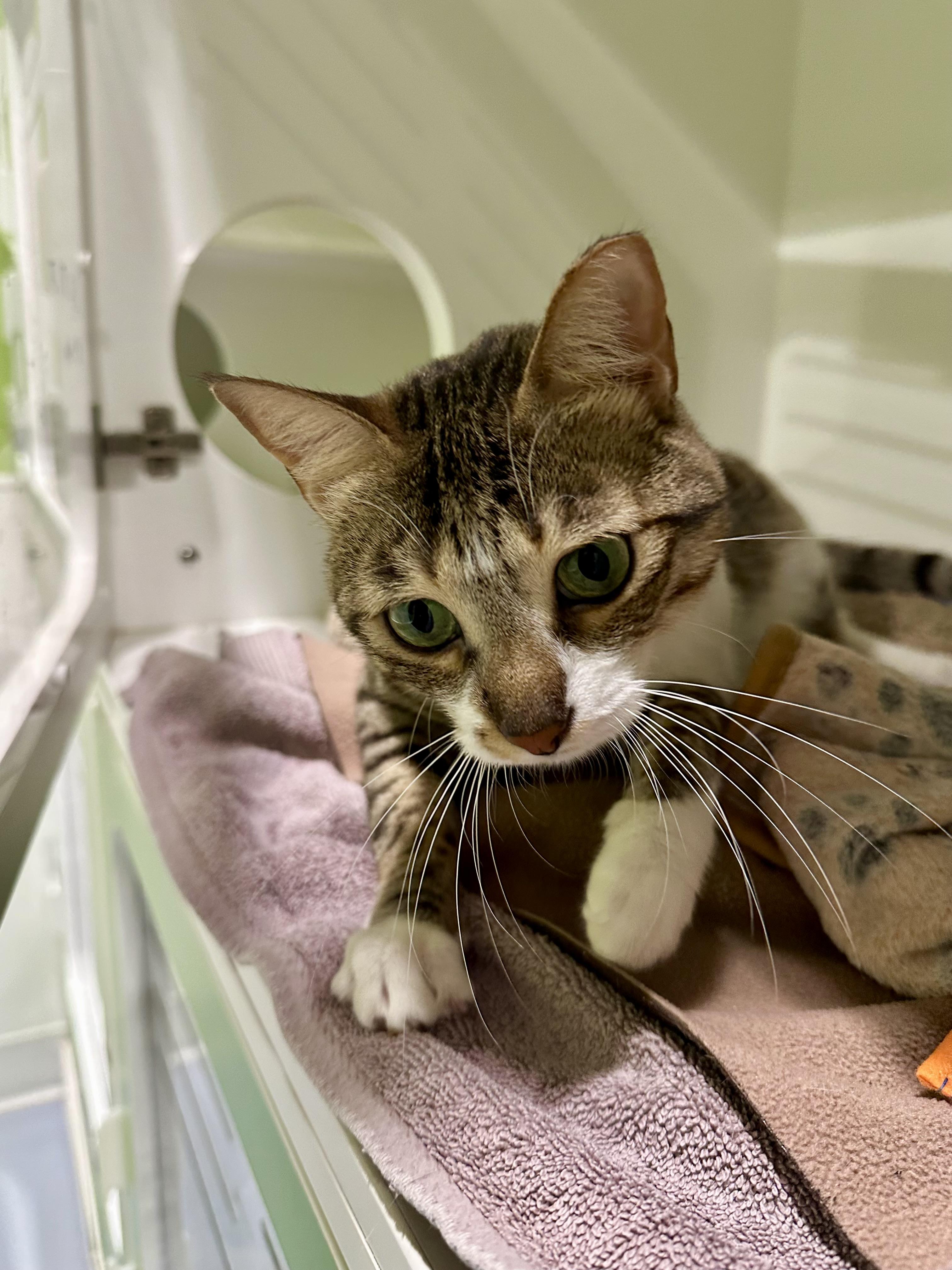 Enlarge Deema, a ADOPTABLE Domestic Short Hair in Seattle, WA image 4/5