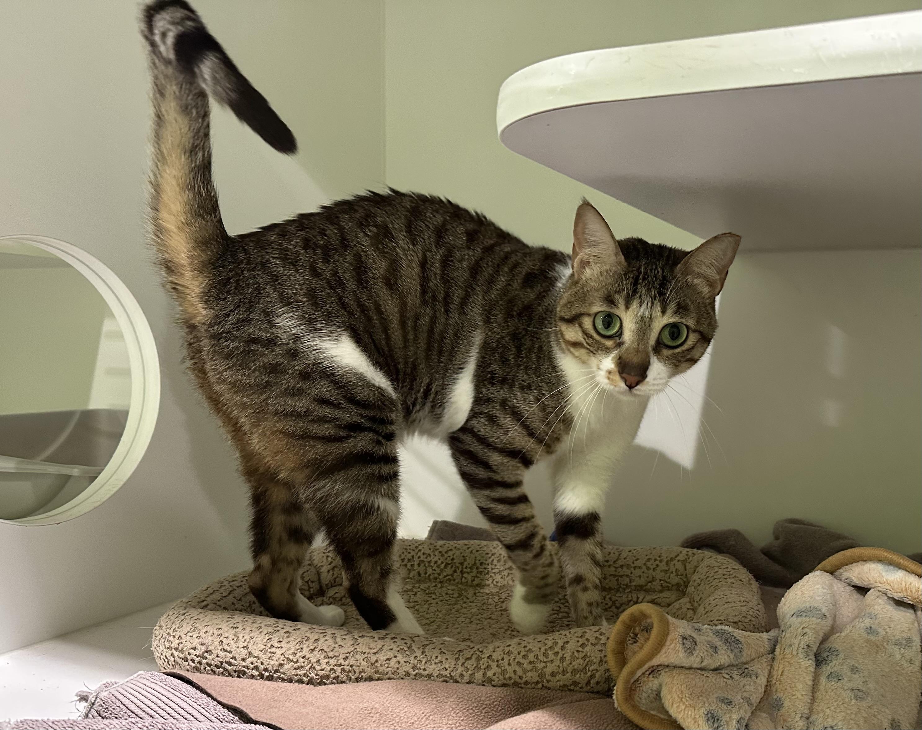 Enlarge Deema, a ADOPTABLE Domestic Short Hair in Seattle, WA image 3/5