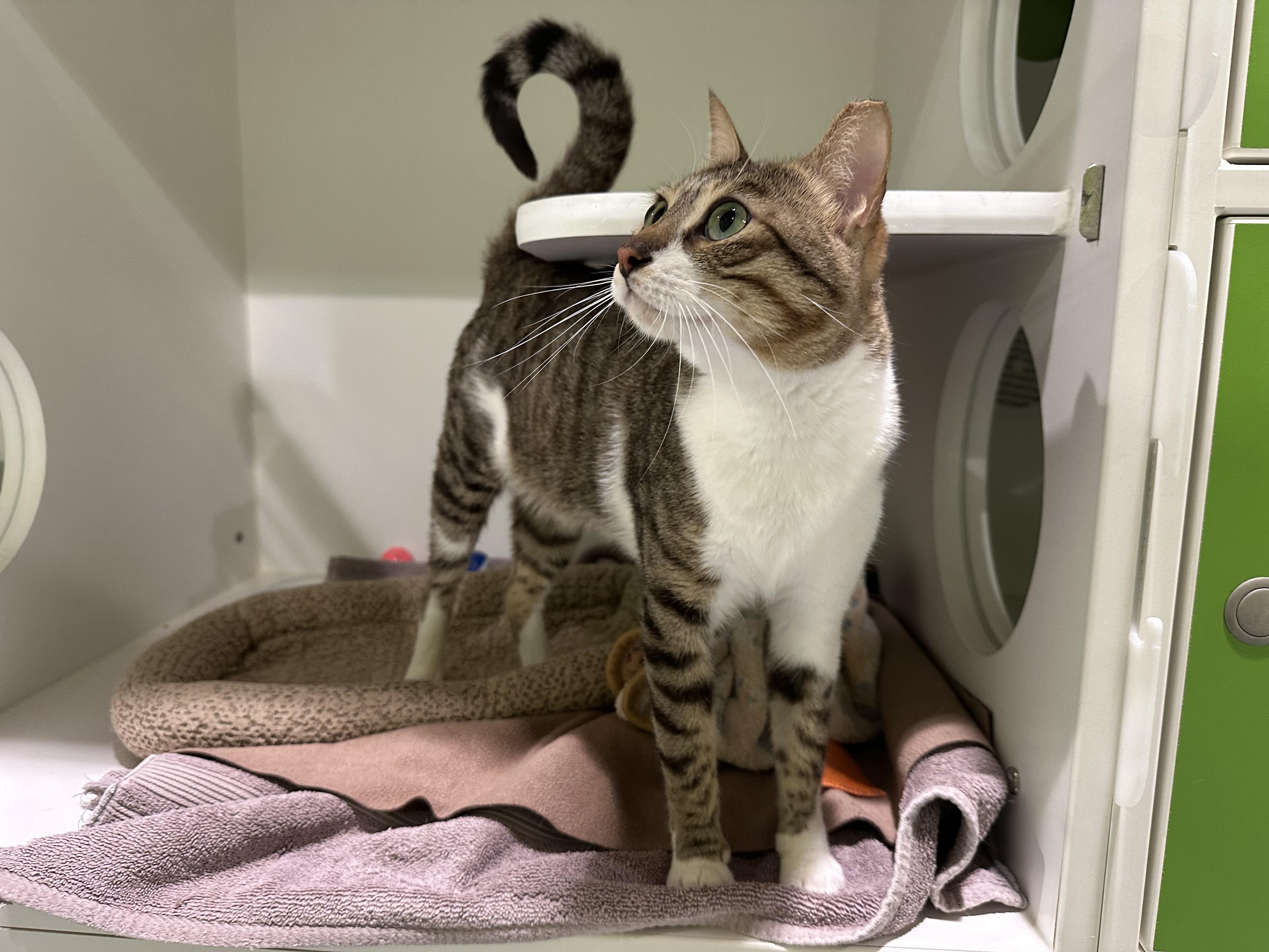 Enlarge Deema, a ADOPTABLE Domestic Short Hair in Seattle, WA image 5/5