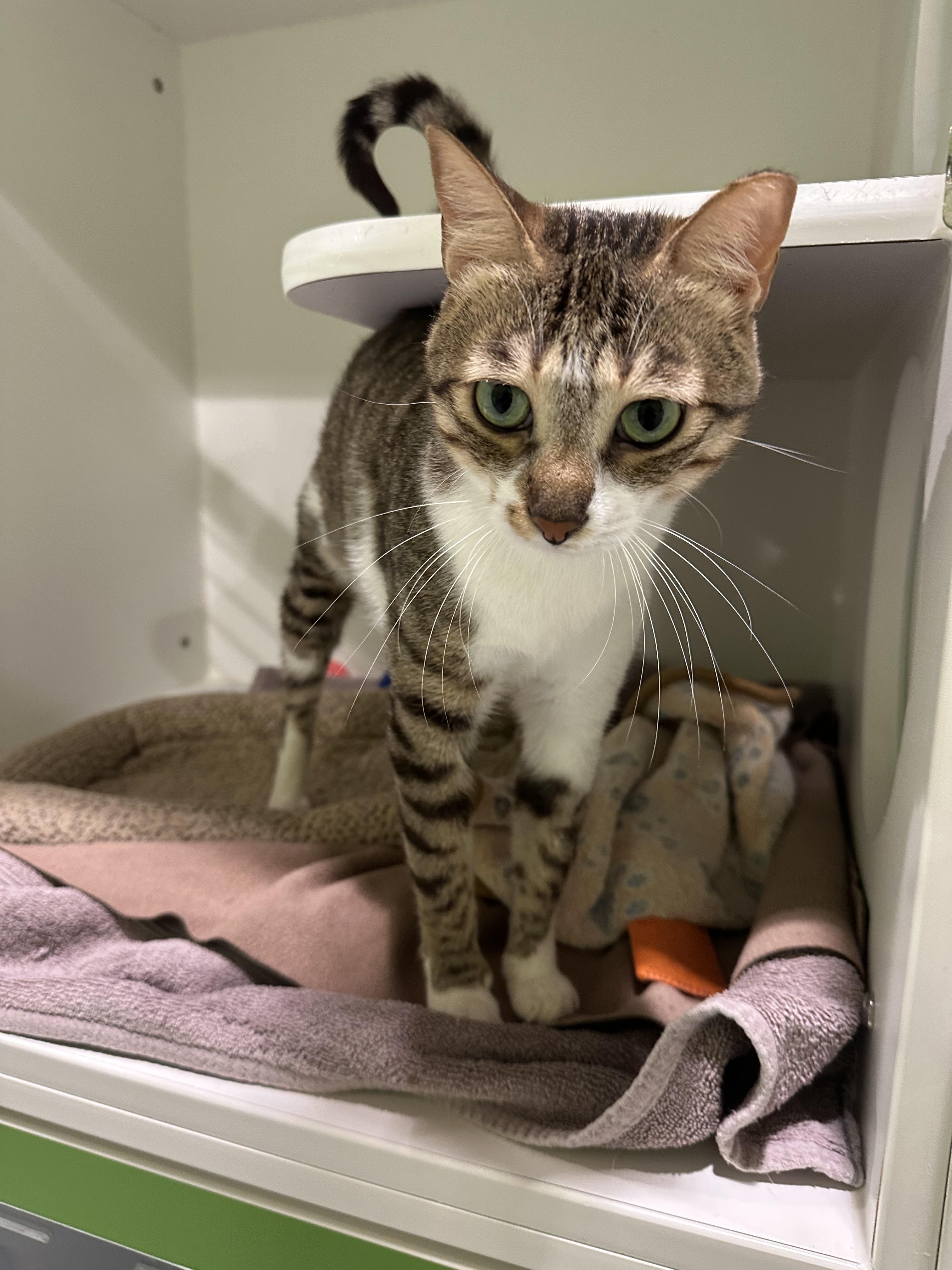 Enlarge Deema, a ADOPTABLE Domestic Short Hair in Seattle, WA image 2/5