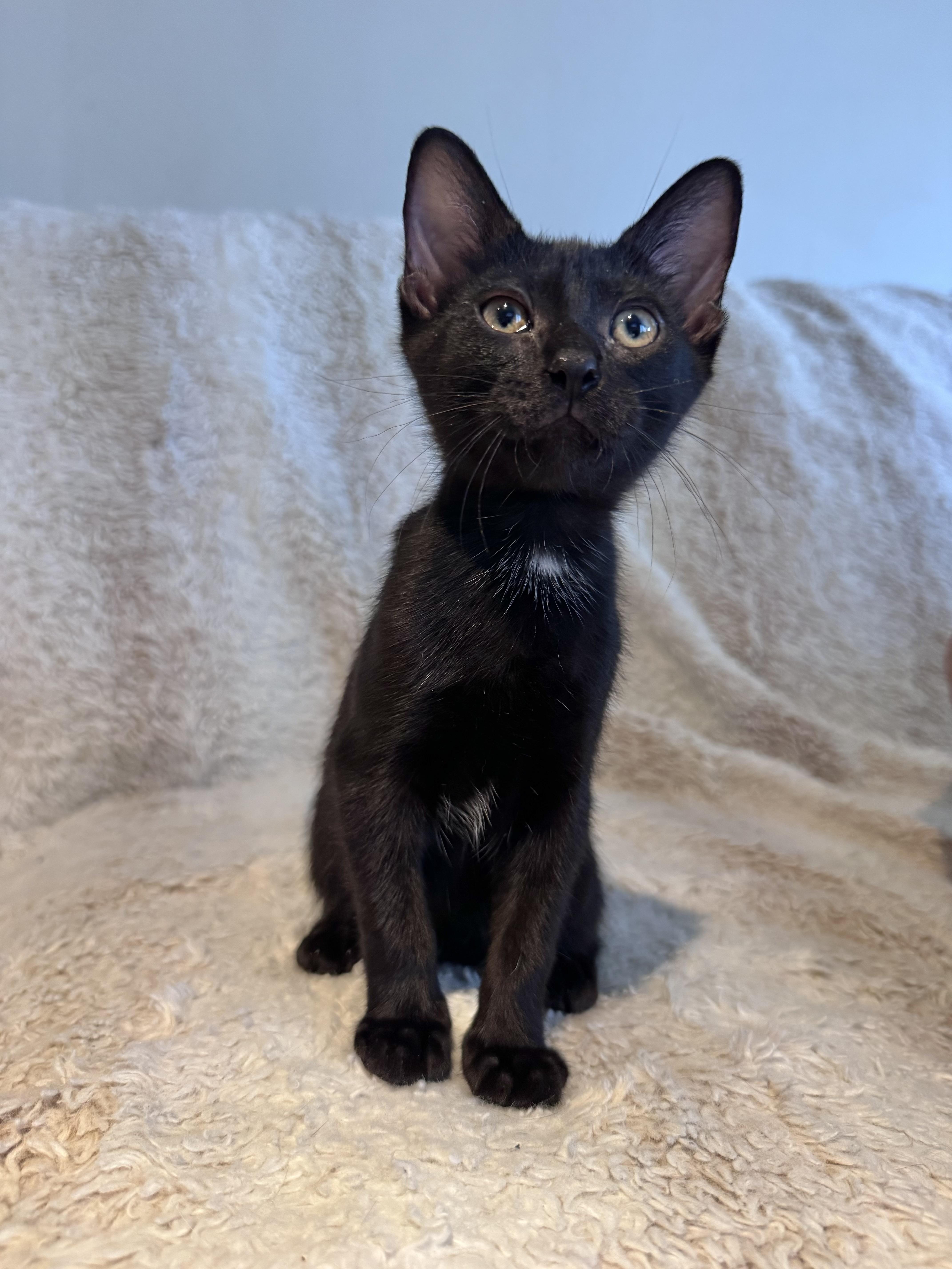 Sable, Adoptable, Kitten Female Domestic Short Hair.