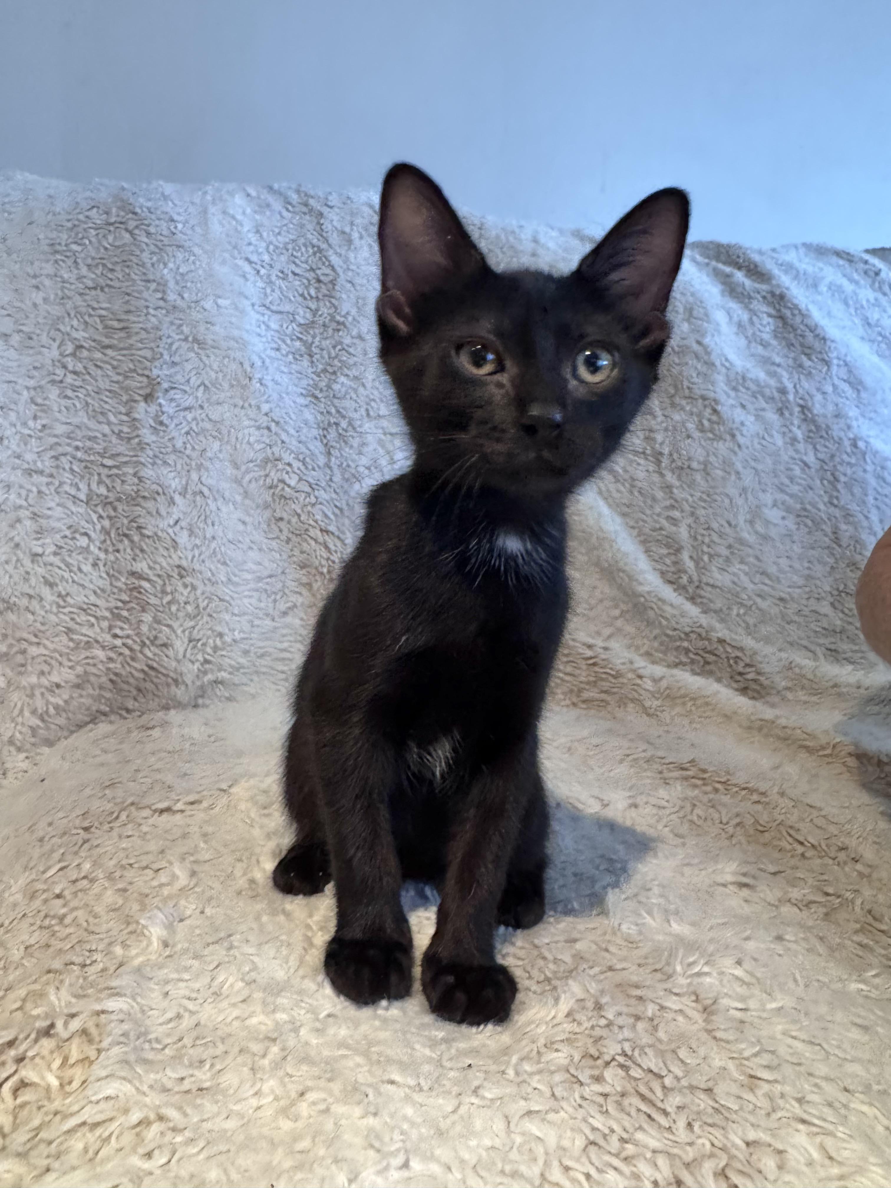 Sable, a Adoptable Domestic Short Hair in Riverside, CA image 3/4