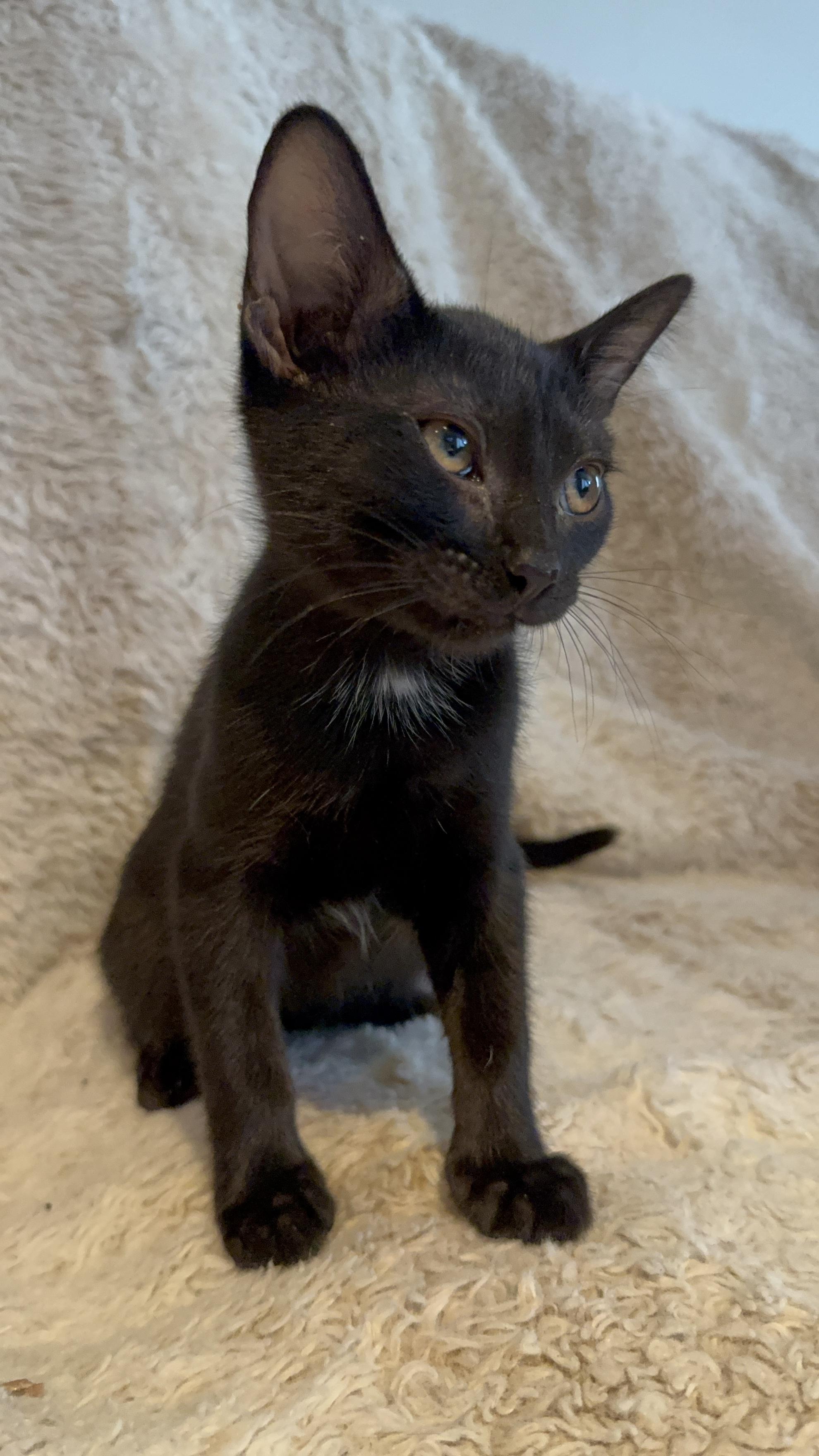 Sable, a Adoptable Domestic Short Hair in Riverside, CA image 2/4