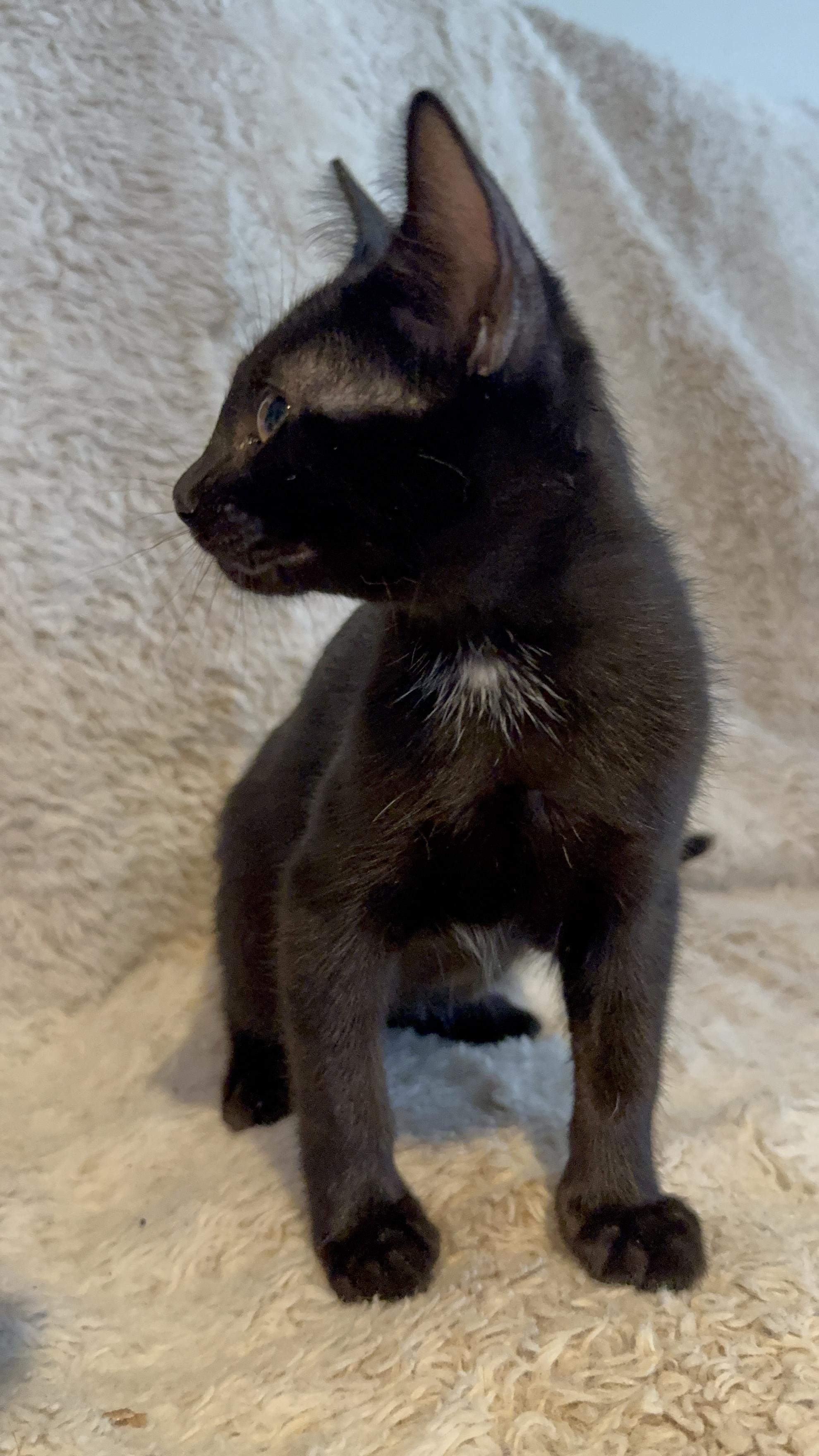 Sable, a Adoptable Domestic Short Hair in Riverside, CA image 4/4
