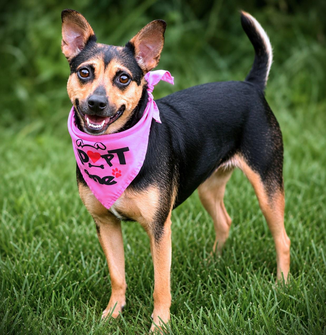 Enlarge Quinn, a Adoptable mixed breed in Amsterdam, NY image 3/3
