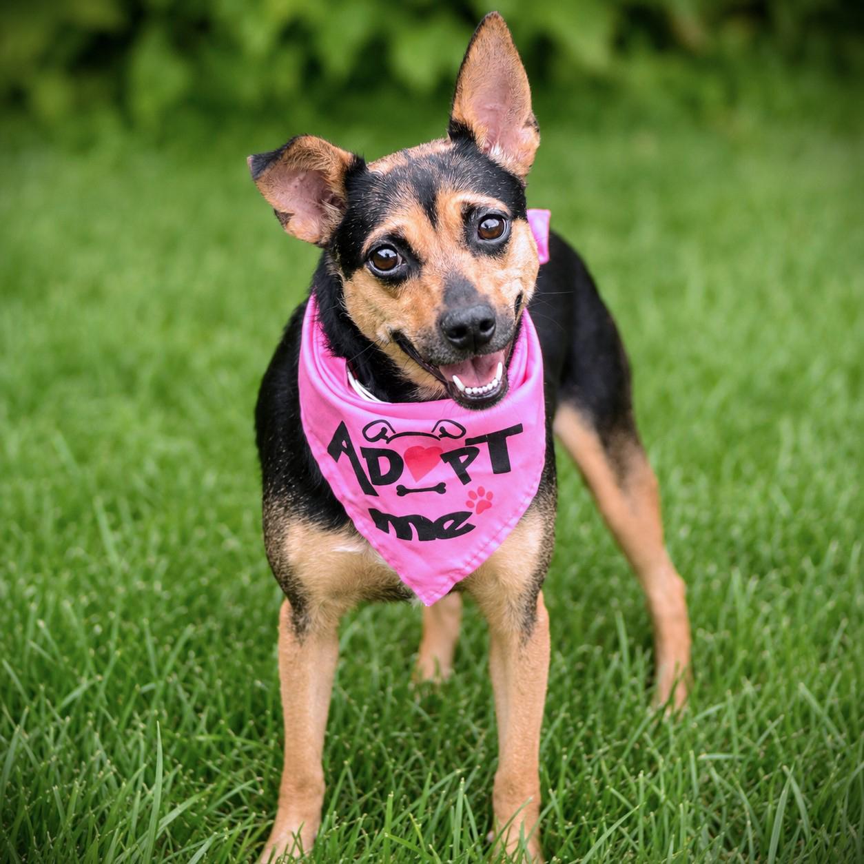Enlarge Quinn, a Adoptable mixed breed in Amsterdam, NY image 1/3