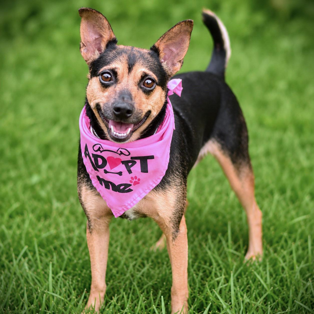 Enlarge Quinn, a Adoptable mixed breed in Amsterdam, NY image 2/3