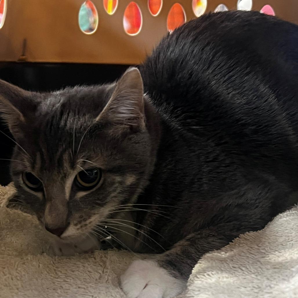 Cousin Eddie, Adoptable, Kitten Female Domestic Short Hair.