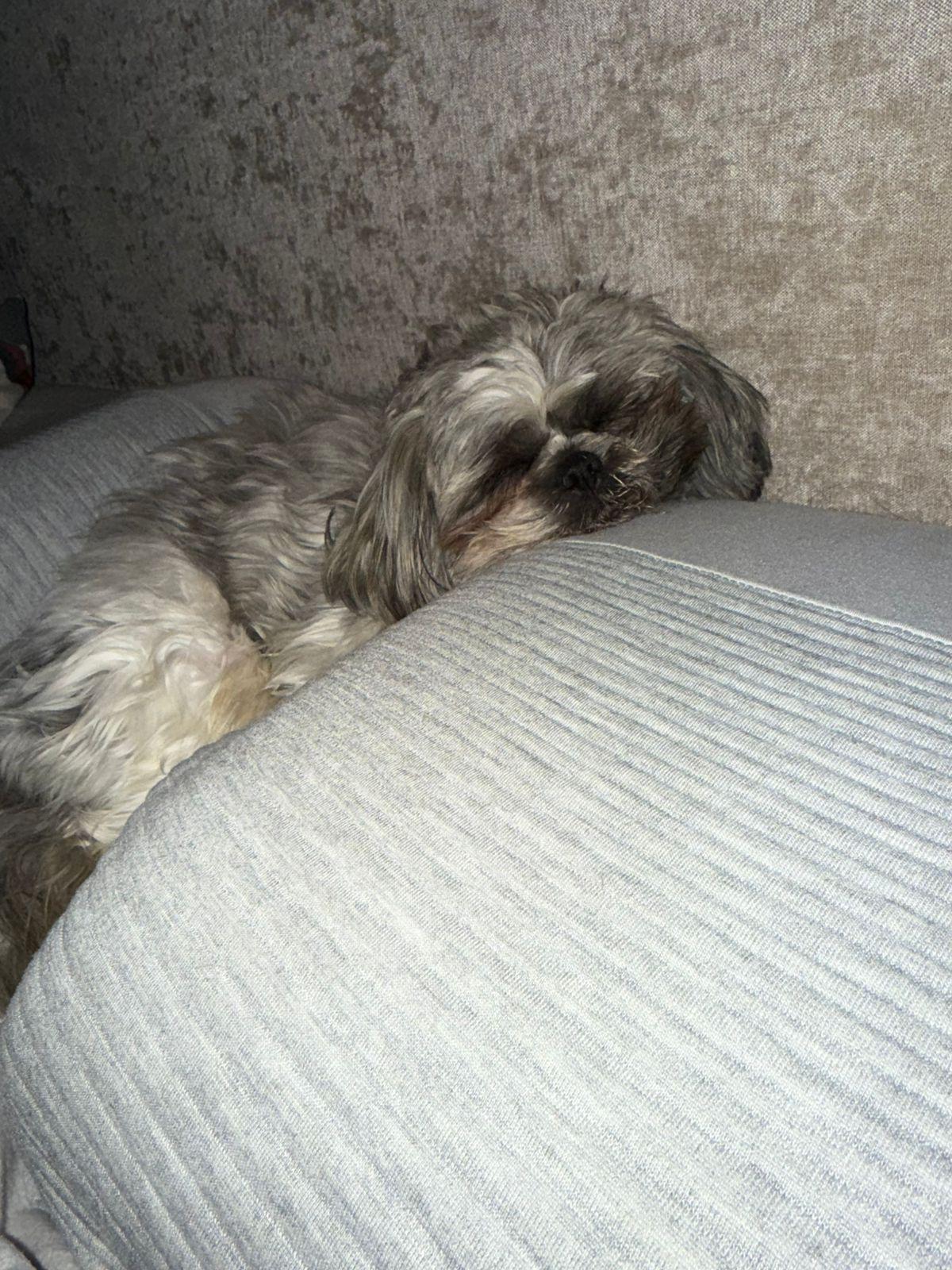 Enlarge Kobe, an adopted mixed breed in princeton, NJ image 2/5