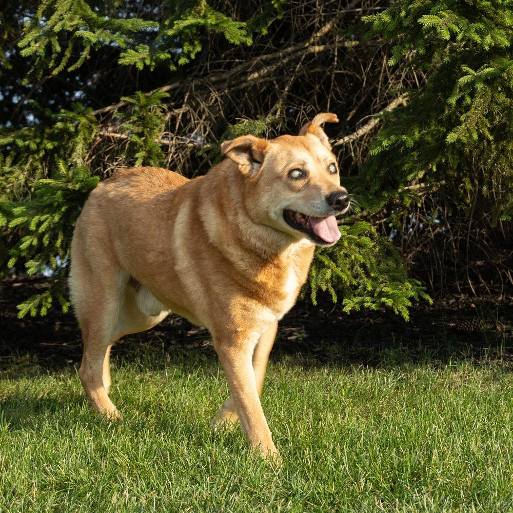 Ray, a Adoptable Mixed Breed in Erie, PA image 3/6