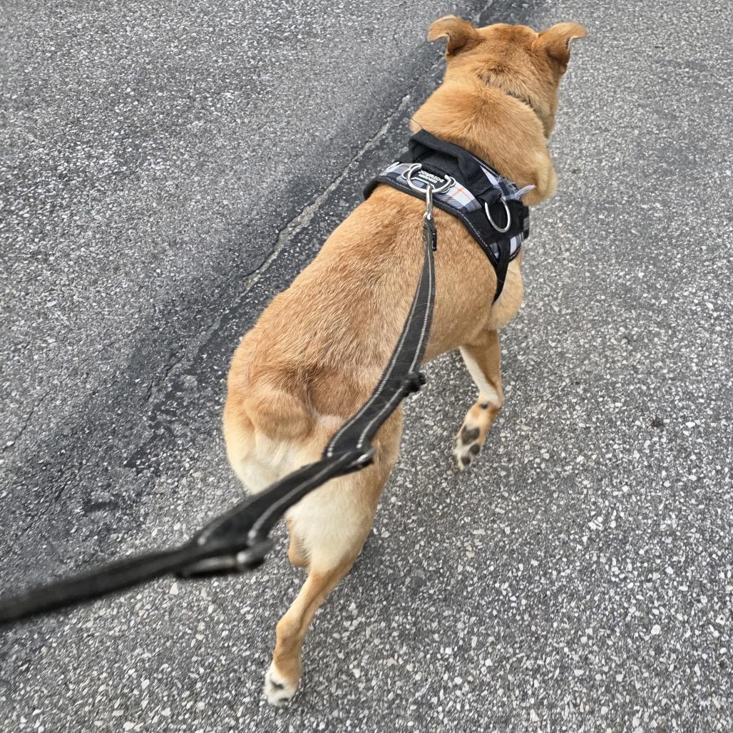 Enlarge Ray, a Adoptable Mixed Breed in Erie, PA image 5/6