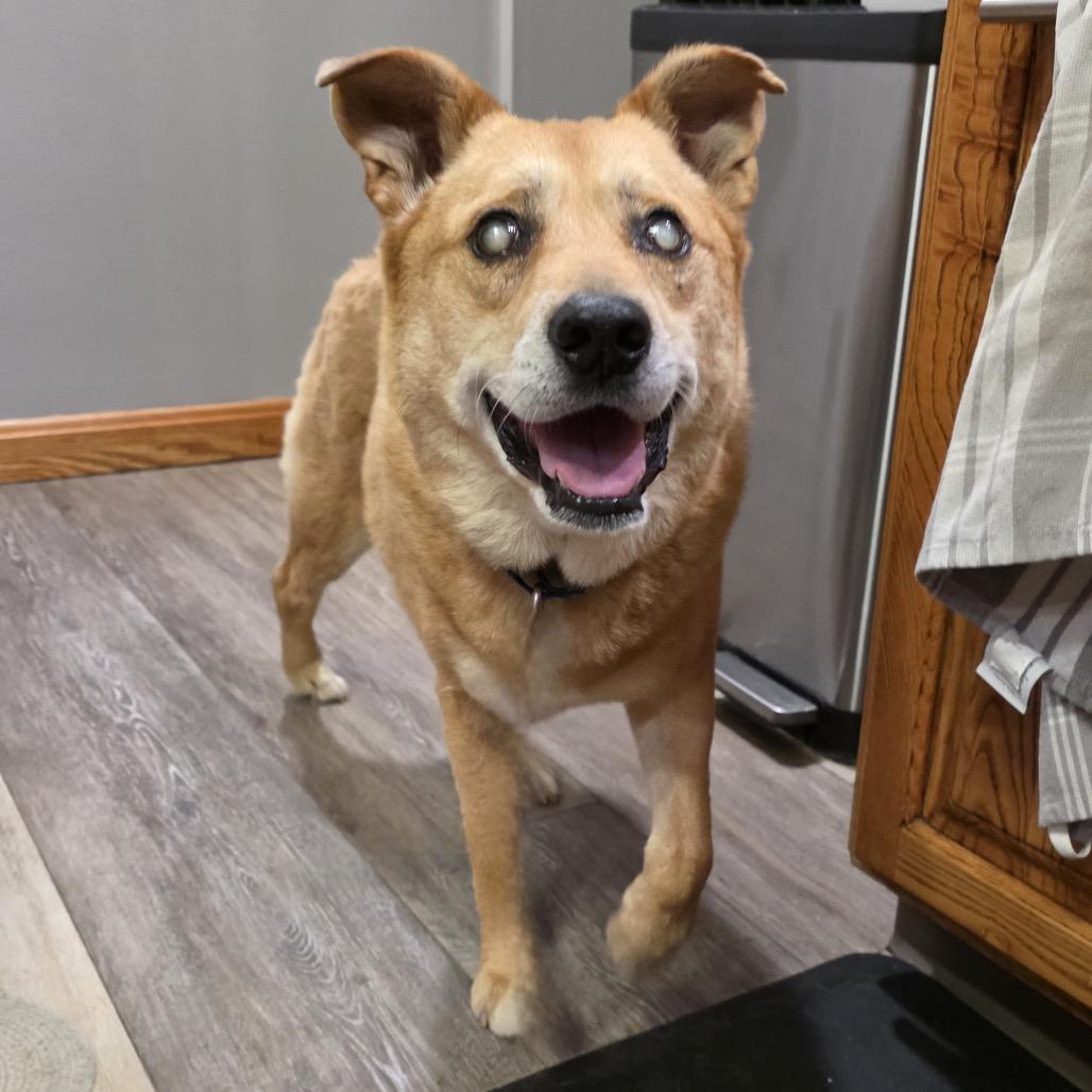 Ray, a Adoptable Mixed Breed in Erie, PA image 4/6