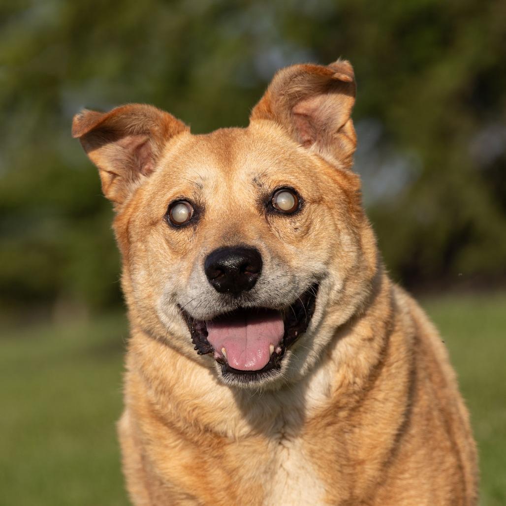 Ray, a Adoptable Mixed Breed in Erie, PA image 5/6