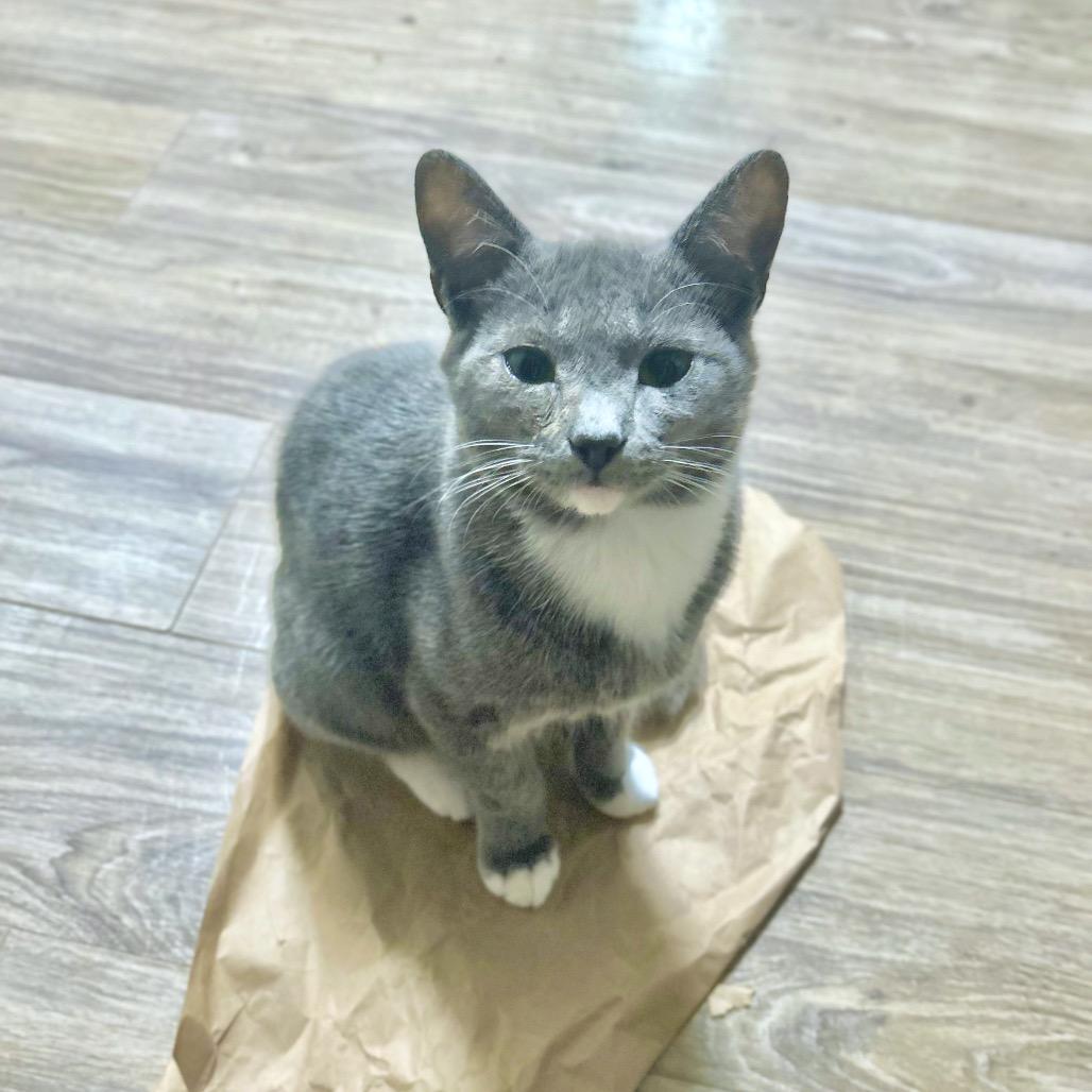 Cowboy, Adoptable, Young Male Domestic Short Hair.