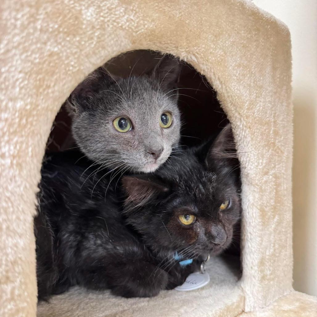 Enlarge Cowboy, a Adoptable Domestic Short Hair in Huntsville, AL image 2/5