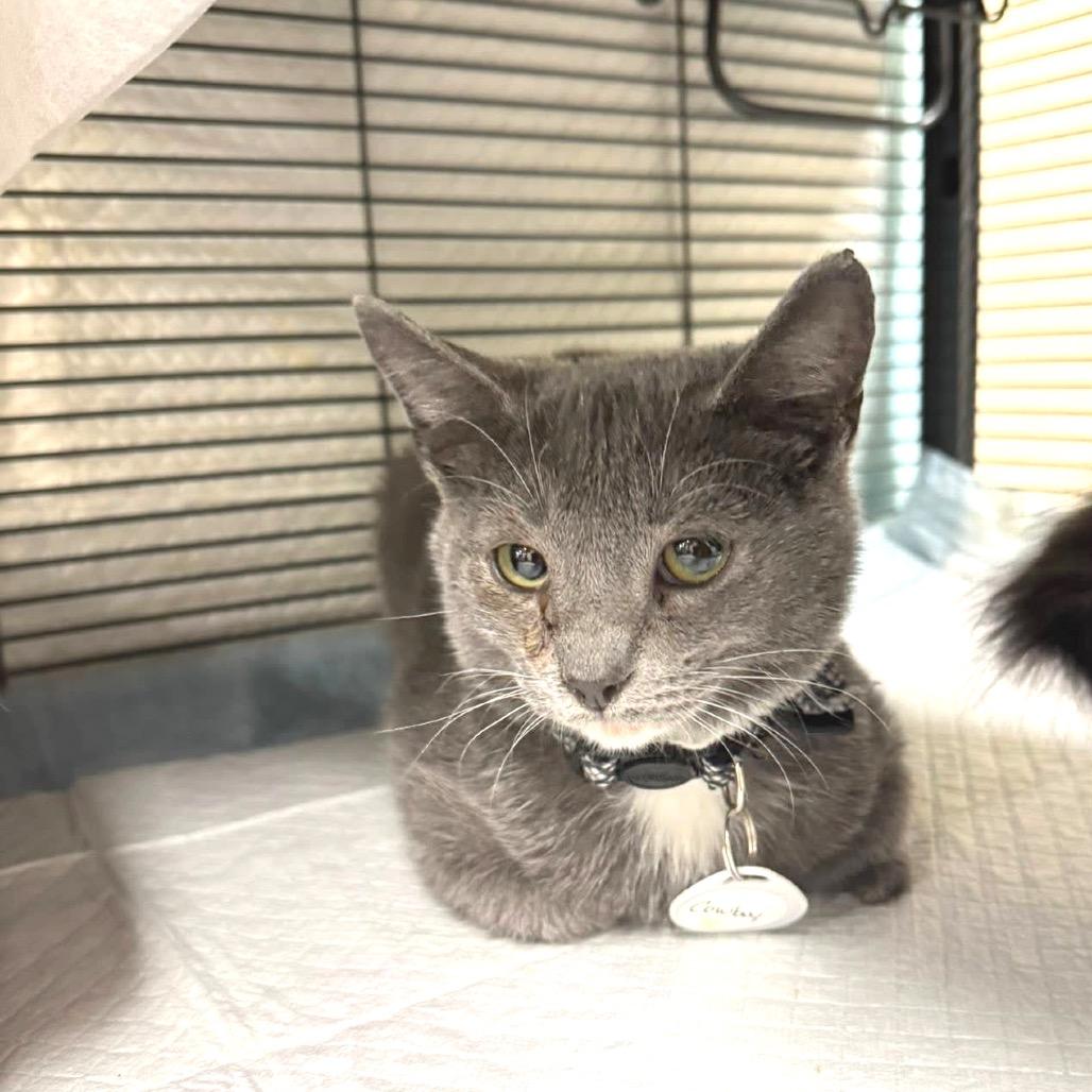 Enlarge Cowboy, a Adoptable Domestic Short Hair in Huntsville, AL image 3/5