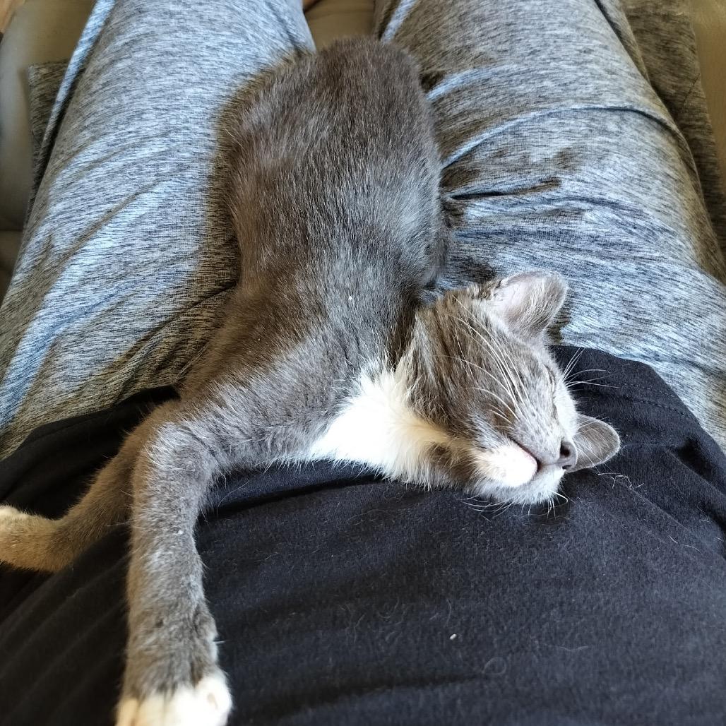 Enlarge Cowboy, a Adoptable Domestic Short Hair in Huntsville, AL image 4/5