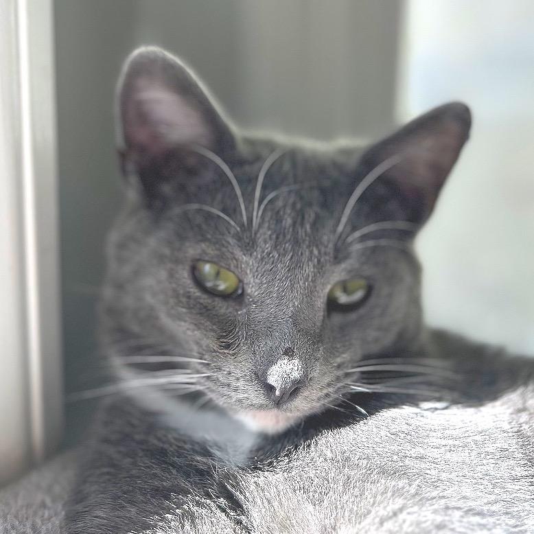 Enlarge Cowboy, a Adoptable Domestic Short Hair in Huntsville, AL image 5/5