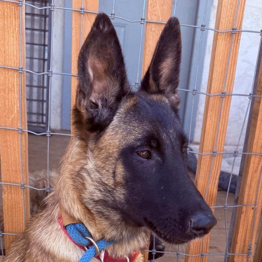 Enlarge CHIMAY, a Adoptable mixed breed in Bakersfield, CA image 2/2
