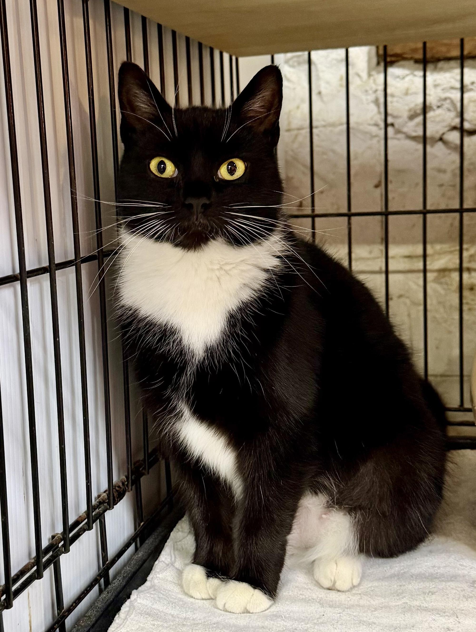 Enlarge Ophelia, a ADOPTABLE Domestic Short Hair in Avon, OH image 3/3