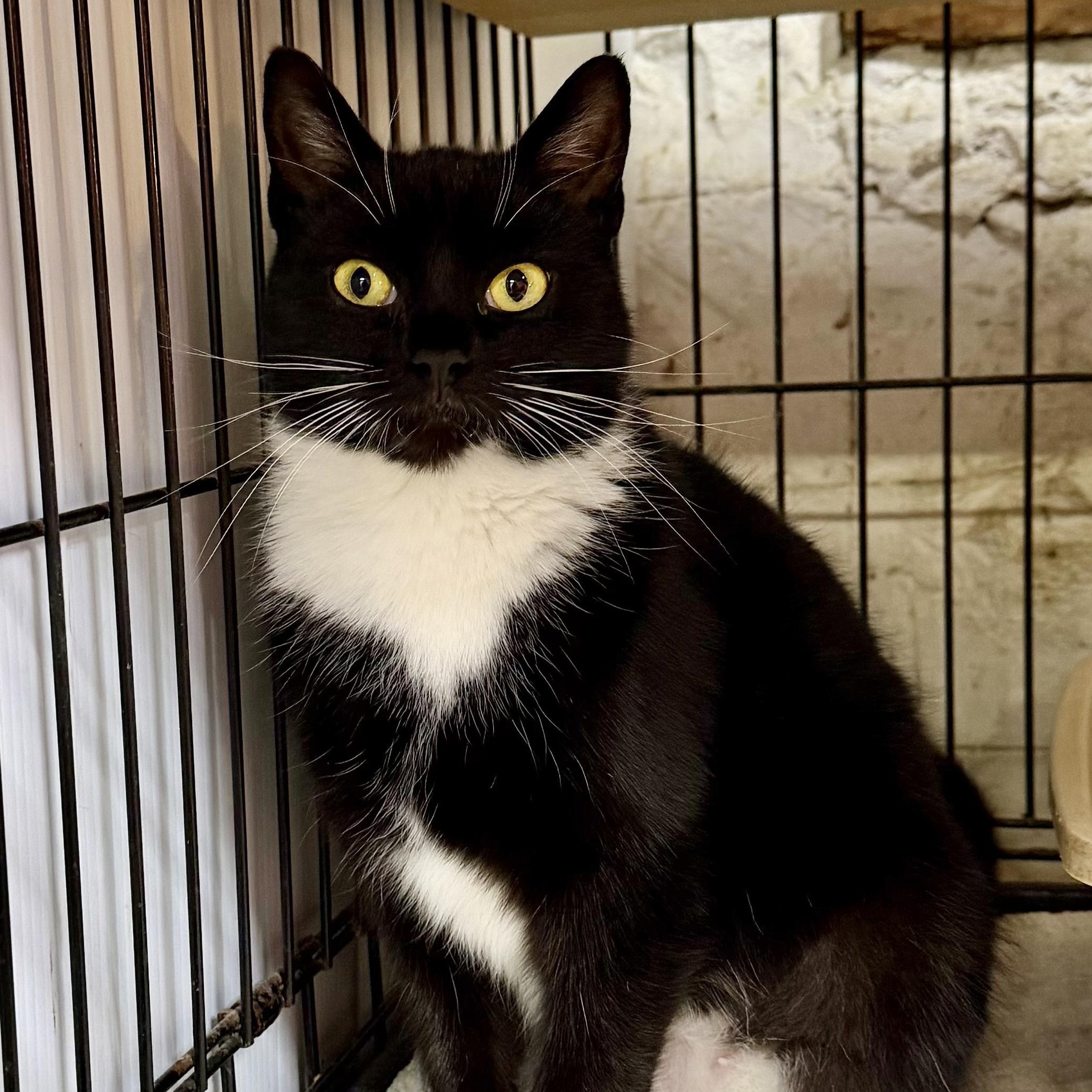 Ophelia, ADOPTABLE, Adult Female Domestic Short Hair.