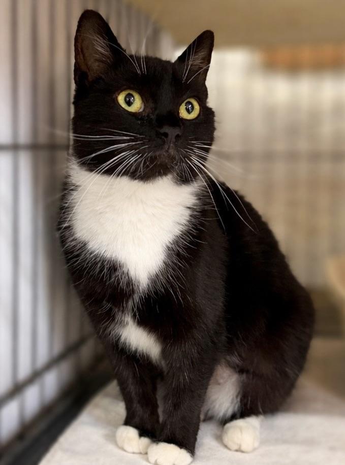 Enlarge Ophelia, a ADOPTABLE Domestic Short Hair in Avon, OH image 2/3