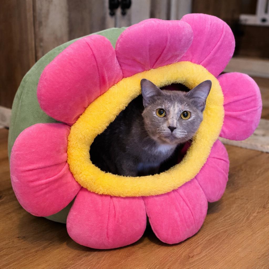 Enlarge Pixie & Faye ( bobtails), an adopted Domestic Short Hair in Indianapolis, IN image 2/6