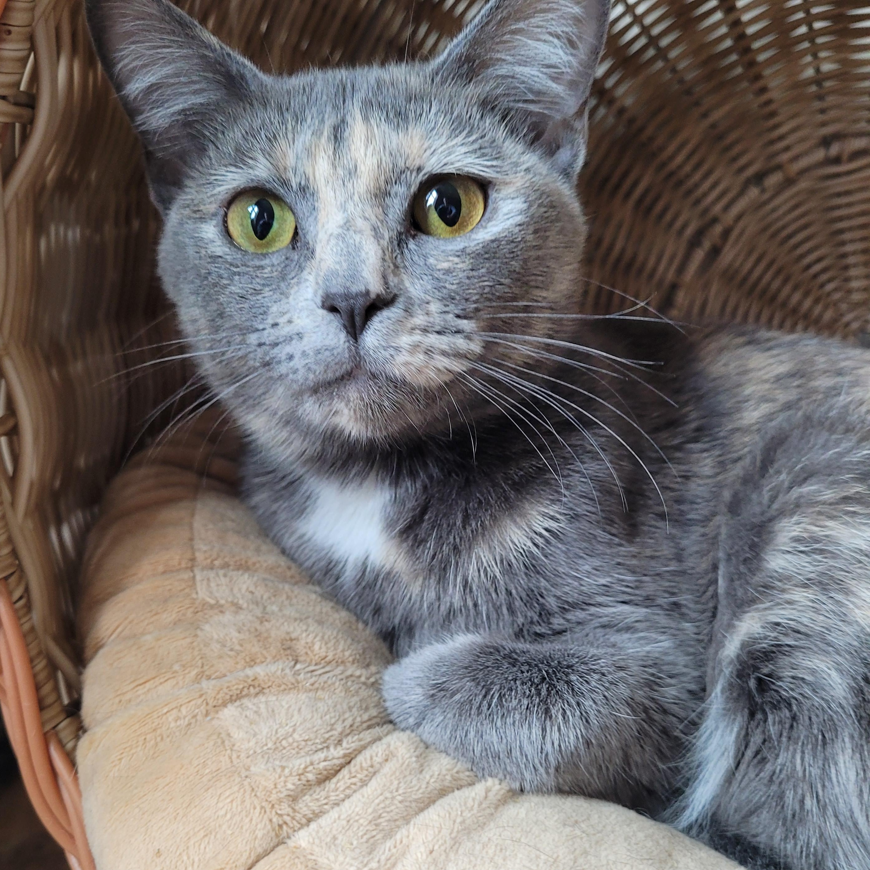 Pixie & Faye ( bobtails), a ADOPTABLE Domestic Short Hair in Indianapolis, IN image 3/6