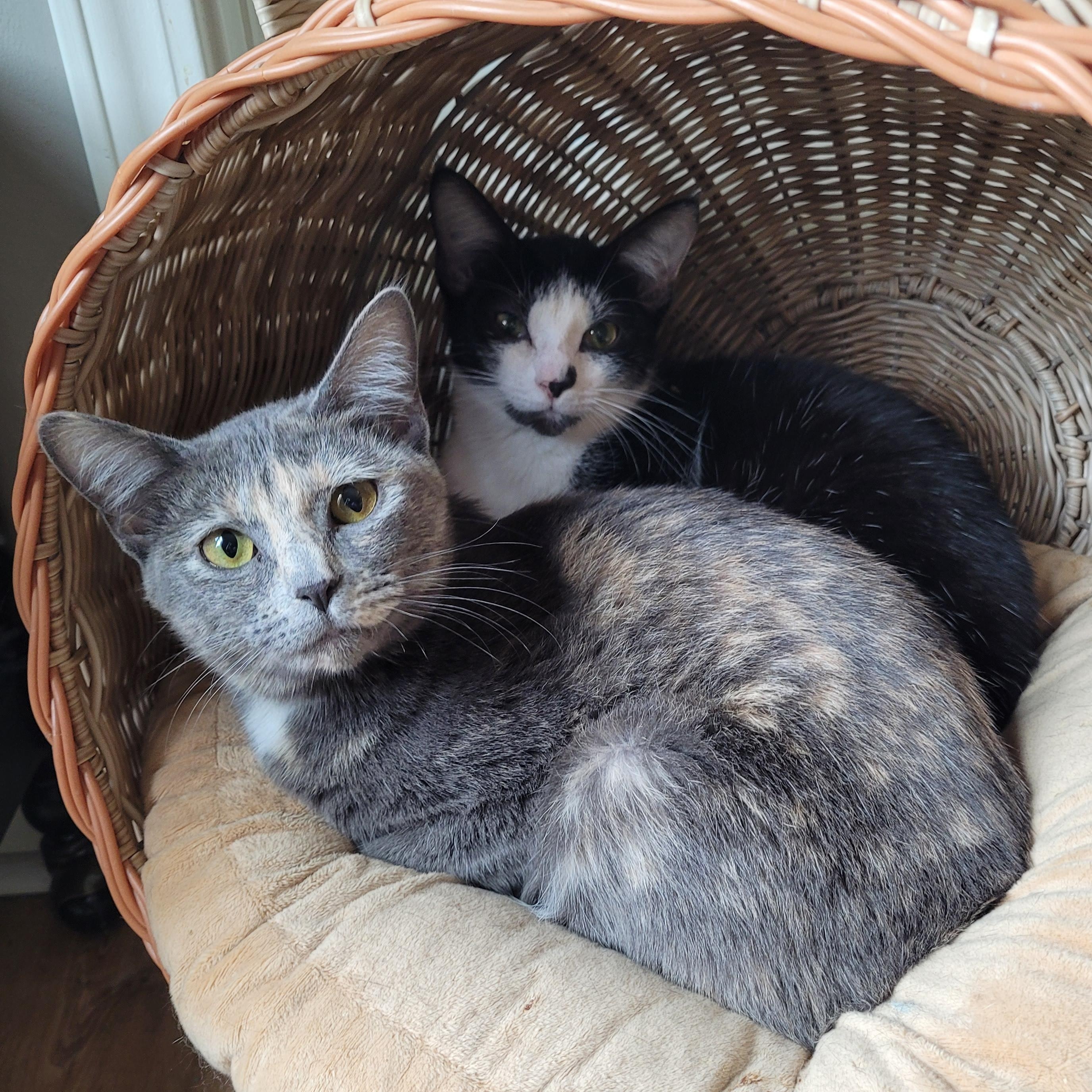 Pixie & Faye ( bobtails), ADOPTABLE, Kitten Female Domestic Short Hair.