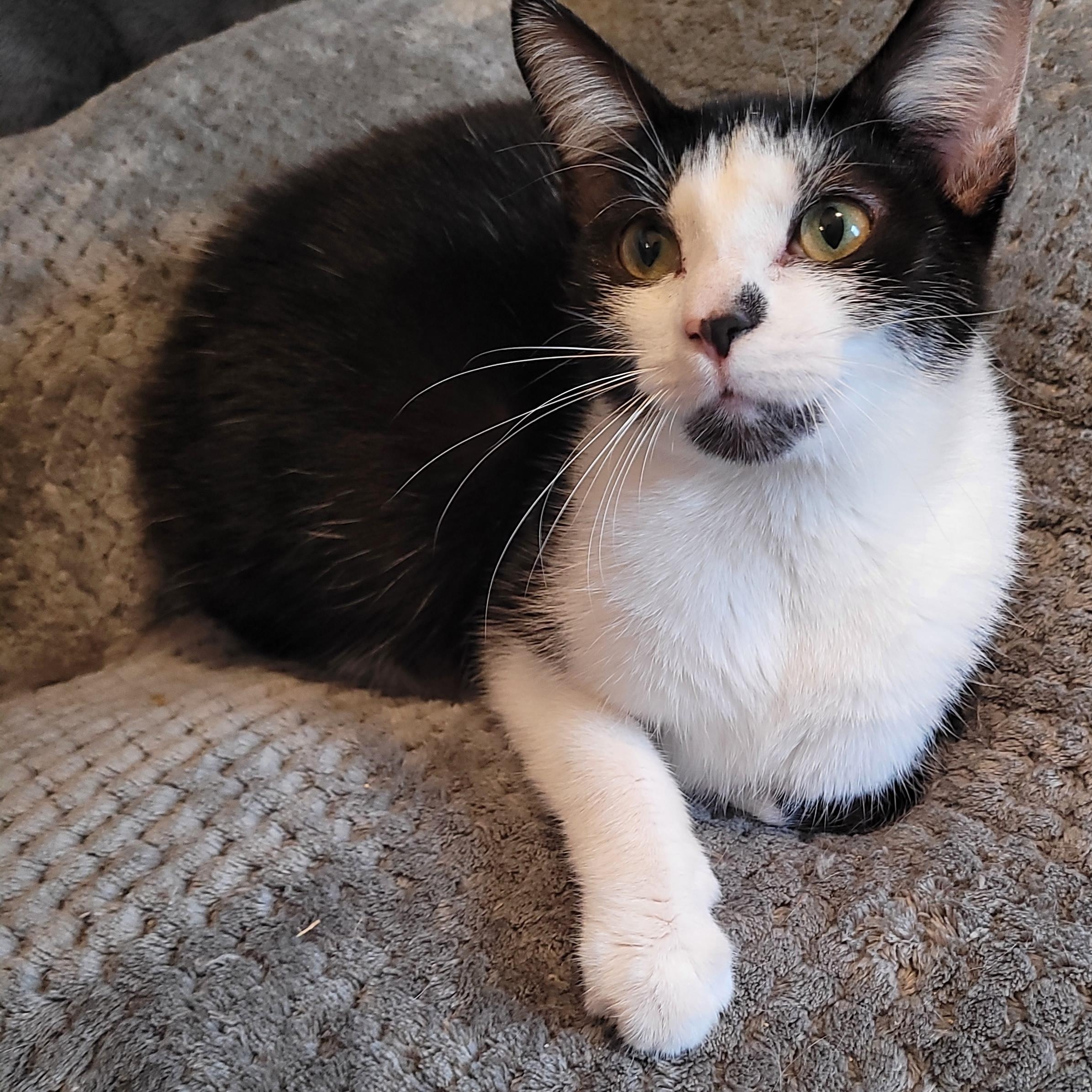 Pixie & Faye ( bobtails), a ADOPTABLE Domestic Short Hair in Indianapolis, IN image 4/6