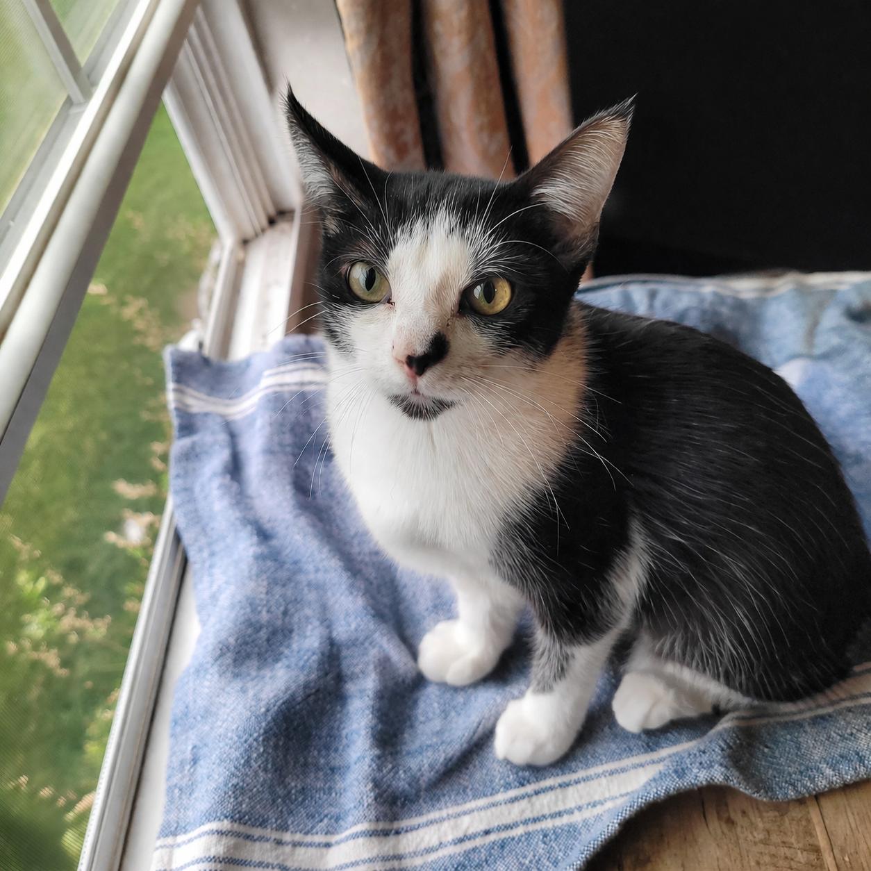Enlarge Pixie & Faye ( bobtails), an adopted Domestic Short Hair in Indianapolis, IN image 3/6