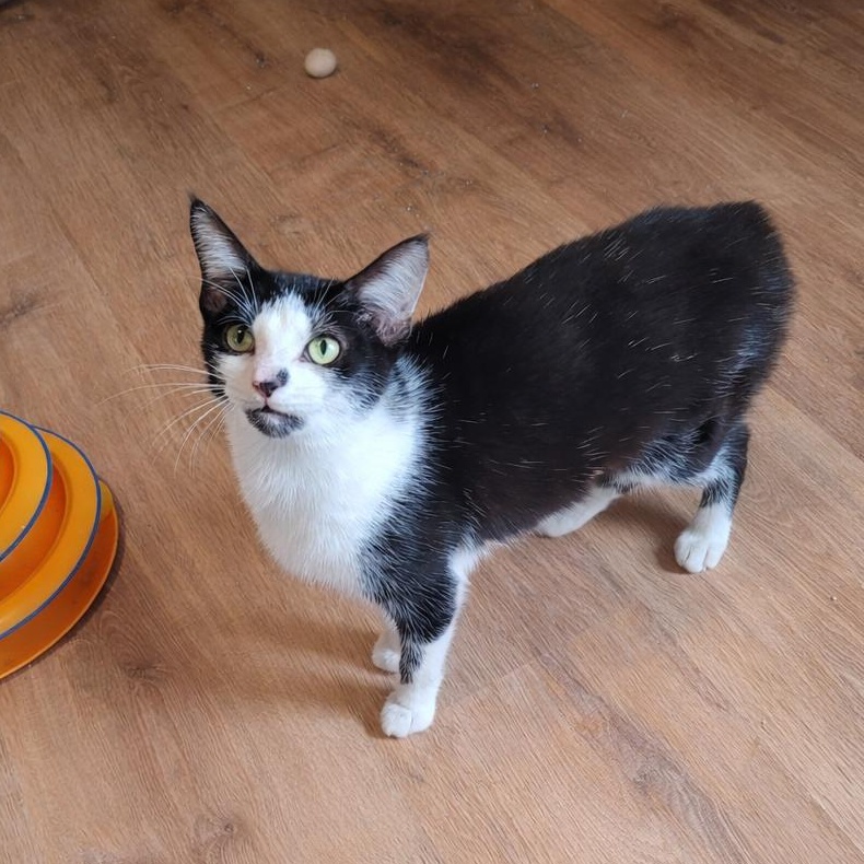 Pixie & Faye ( bobtails), a ADOPTABLE Domestic Short Hair in Indianapolis, IN image 5/6