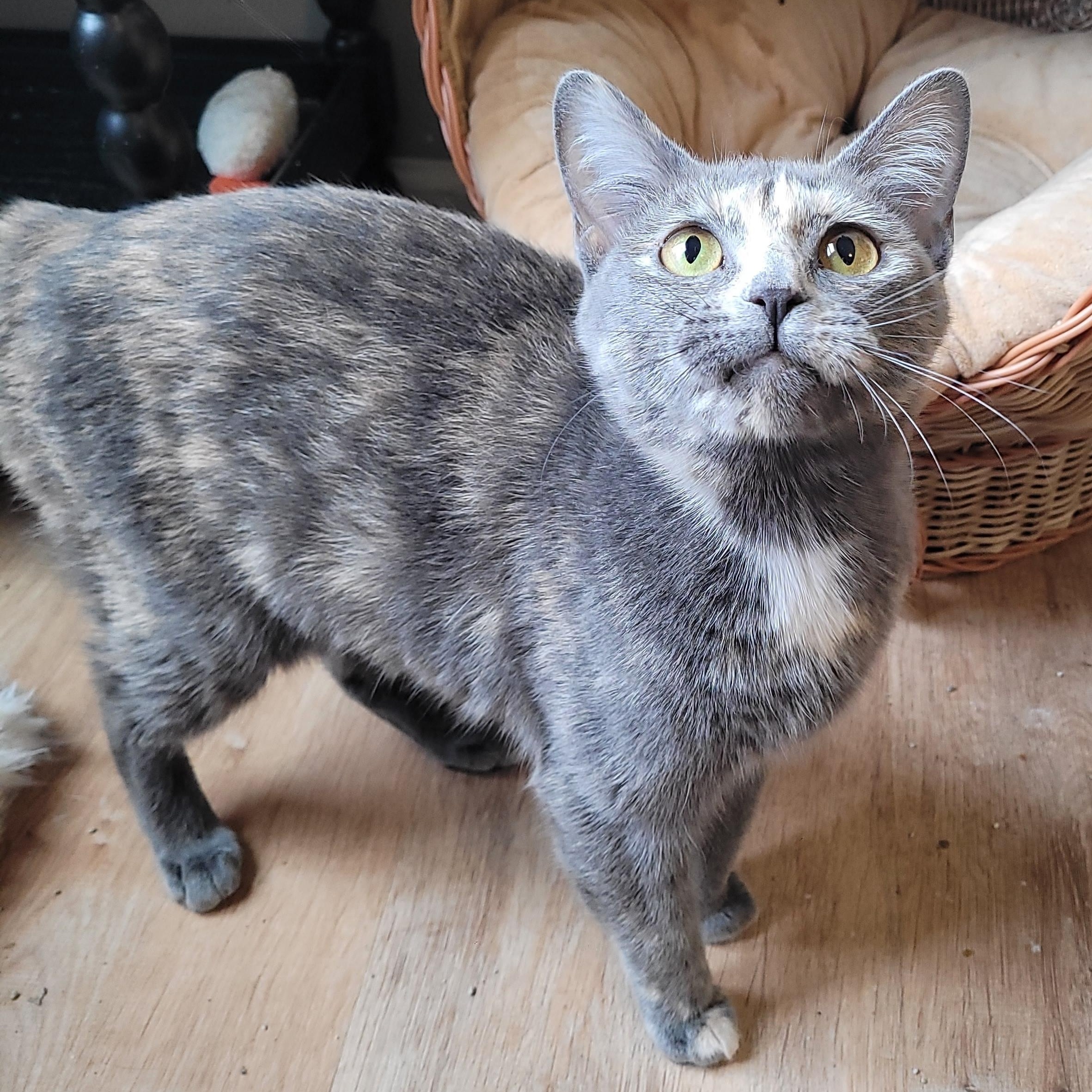 Pixie & Faye ( bobtails), a ADOPTABLE Domestic Short Hair in Indianapolis, IN image 6/6