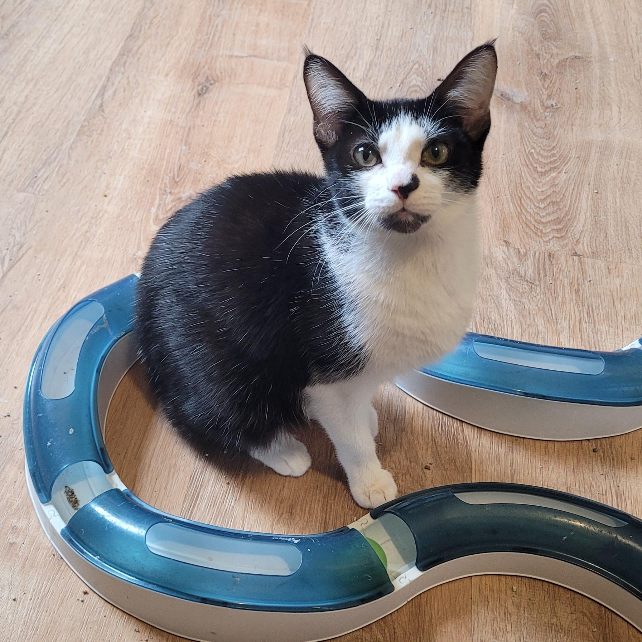 Pixie & Faye ( bobtails), a ADOPTABLE Domestic Short Hair in Indianapolis, IN image 2/6